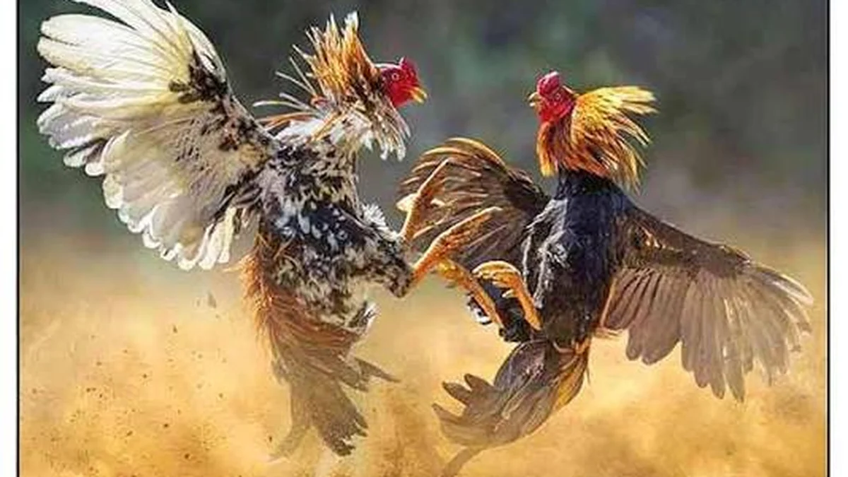 SABONG / COCKFIGHTING 101 / Philippines for the Intrepid Traveler / BY GODOFREDO U. STUART JR - YamanPlus Philippines